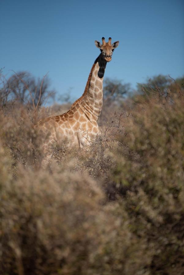 Morakane Safari Lodge Vryburg 외부 사진